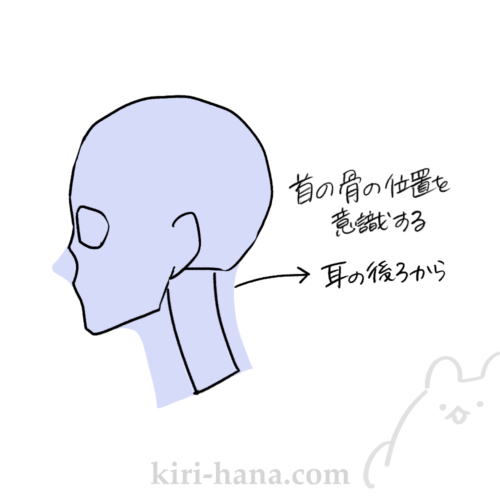首は耳の後ろから伸びている